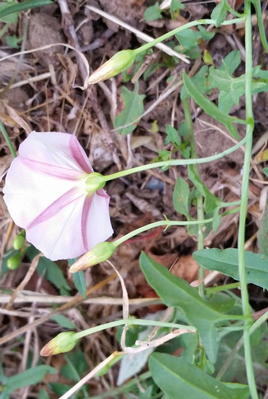 Convolvulus arvensis.